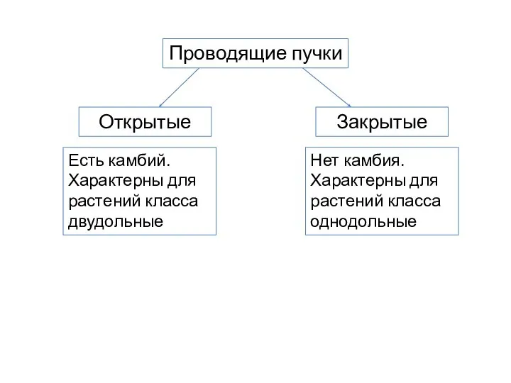 Проводящие пучки Открытые Закрытые Есть камбий. Характерны для растений класса двудольные Нет