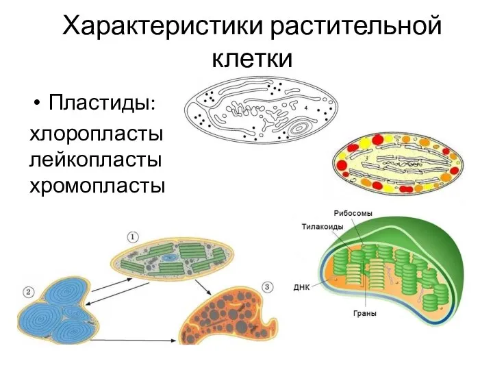 Характеристики растительной клетки Пластиды: хлоропласты лейкопласты хромопласты