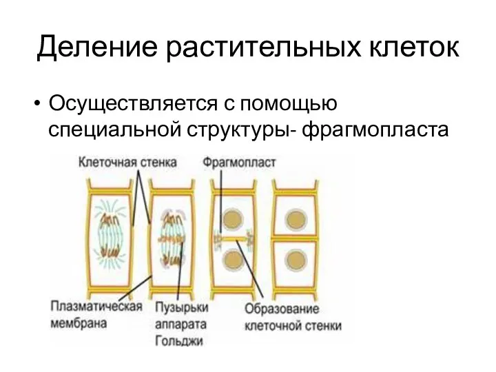 Деление растительных клеток Осуществляется с помощью специальной структуры- фрагмопласта