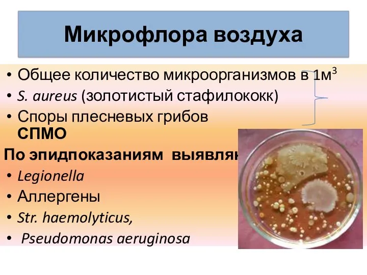 Микрофлора воздуха Общее количество микроорганизмов в 1м3 S. aureus (золотистый стафилококк) Споры