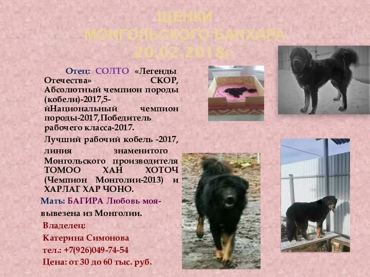 ЩЕНКИ МОНГОЛЬСКОГО БАНХАРА 20.02.2018г. Отец: СОЛТО «Легенды Отечества» СКОР, Абсолютный чемпион породы