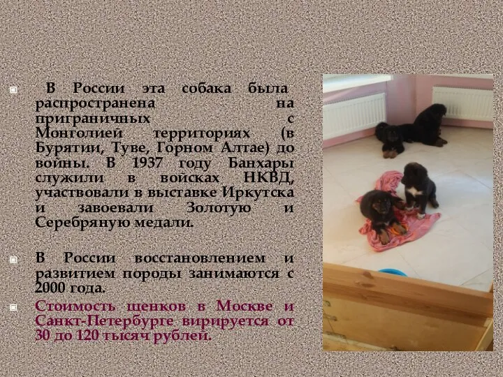 В России эта собака была распространена на приграничных с Монголией территориях (в