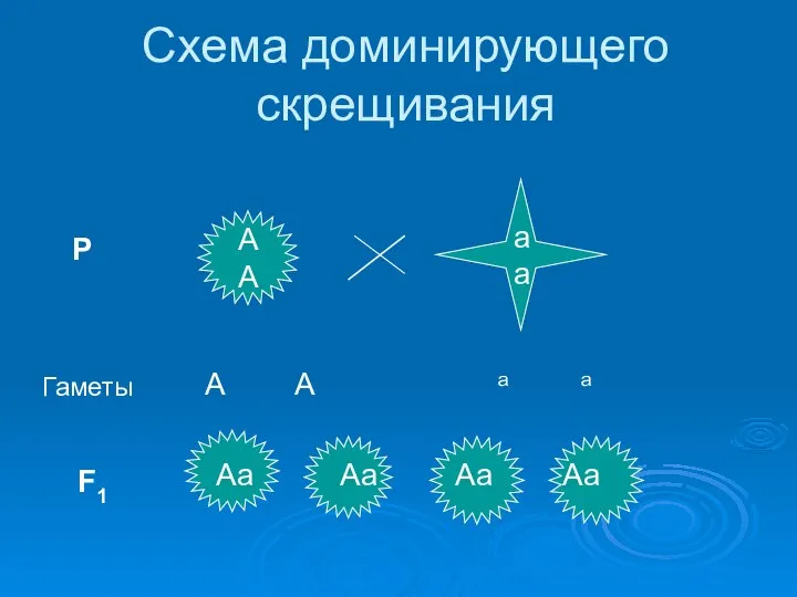 Схема доминирующего скрещивания А А а а Р Гаметы А А а