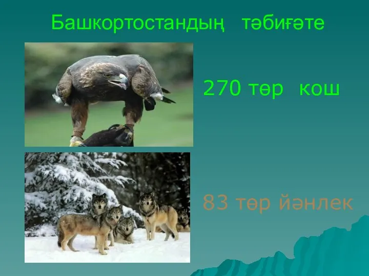 Башкортостандың тәбиғәте 270 төр кош 83 төр йәнлек