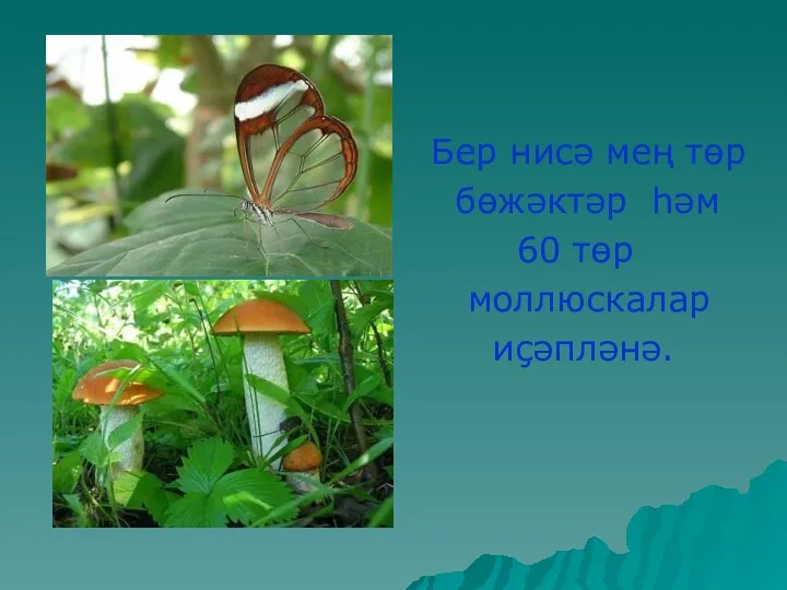 Бер нисә мең төр бөжәктәр һәм 60 төр моллюскалар иçәпләнә.