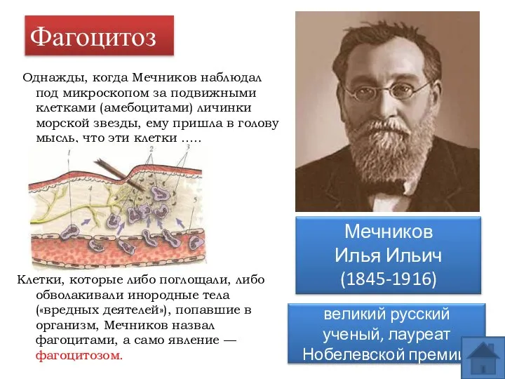 Фагоцитоз Однажды, когда Мечников наблюдал под микроскопом за подвижными клетками (амебоцитами) личинки