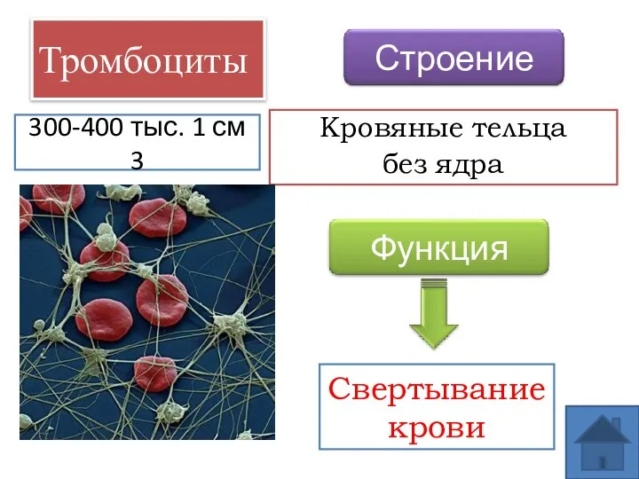 Тромбоциты Кровяные тельца без ядра Свертывание крови 300-400 тыс. 1 см 3