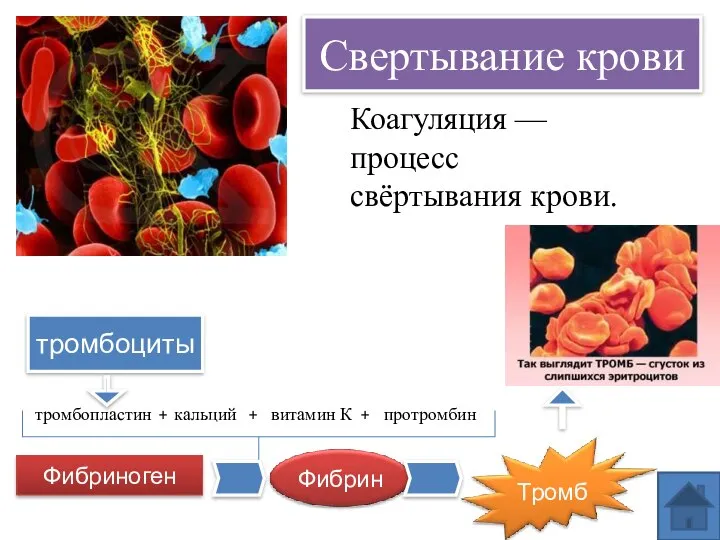 Свертывание крови тромбоциты тромбопластин кальций витамин К протромбин + + + Фибриноген