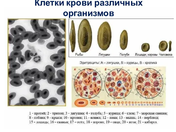 Клетки крови различных организмов