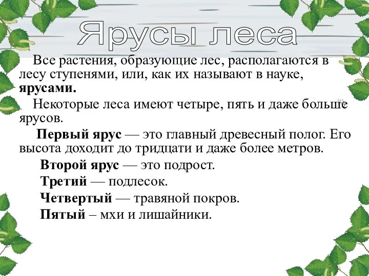 Все растения, образующие лес, располагаются в лесу ступенями, или, как их называют