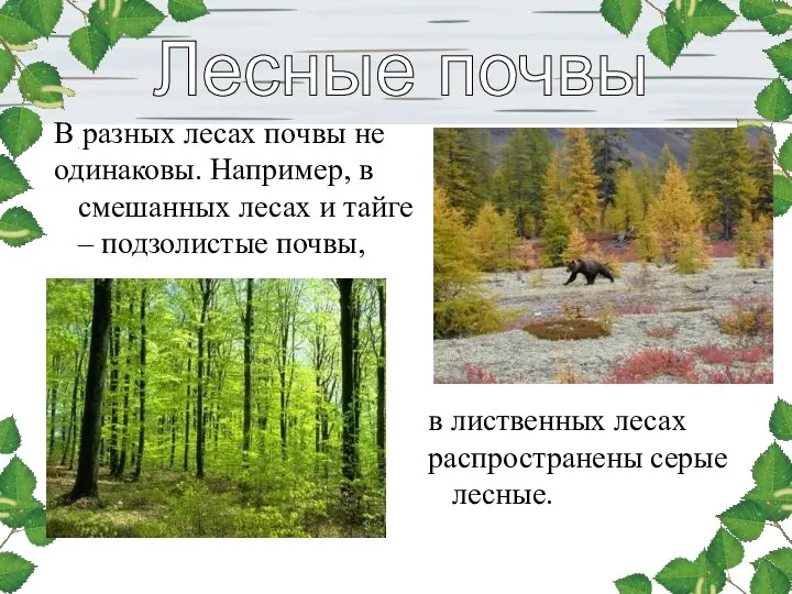 Лесные почвы В разных лесах почвы не одинаковы. Например, в смешанных лесах