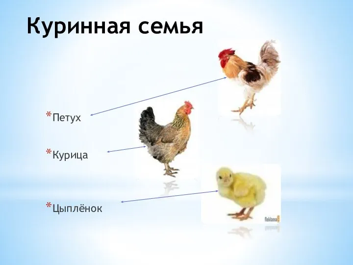 Куринная семья Петух Курица Цыплёнок
