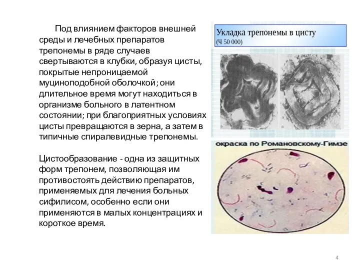 Под влиянием факторов внешней среды и лечебных препаратов трепонемы в ряде случаев