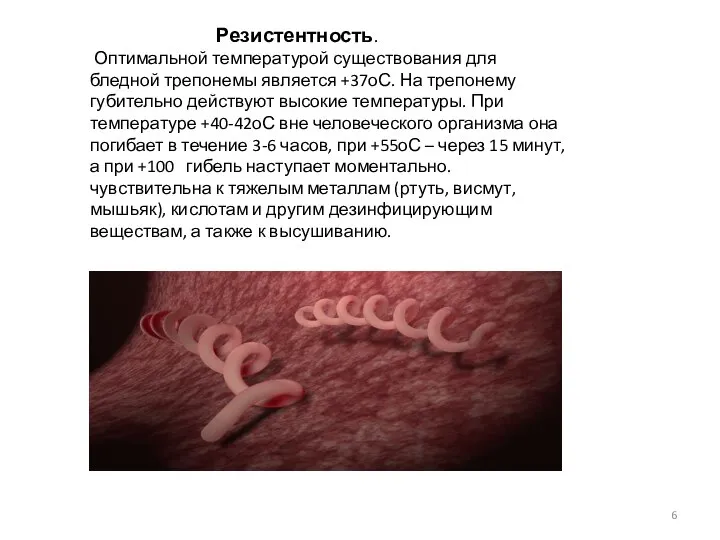 Резистентность. Оптимальной температурой существования для бледной трепонемы является +37оС. На трепонему губительно