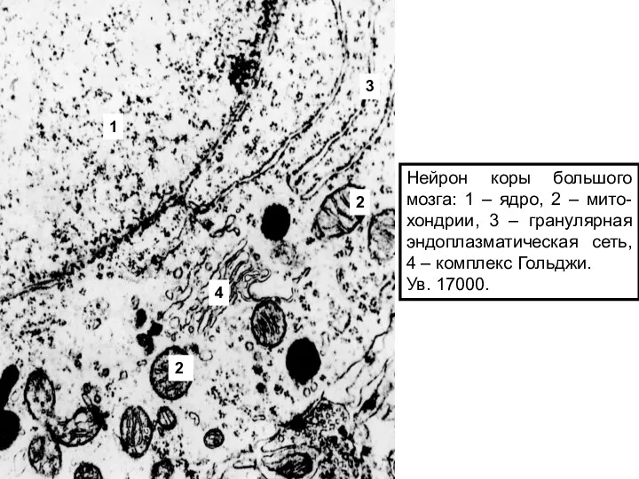Нейрон коры большого мозга: 1 – ядро, 2 – мито-хондрии, 3 –