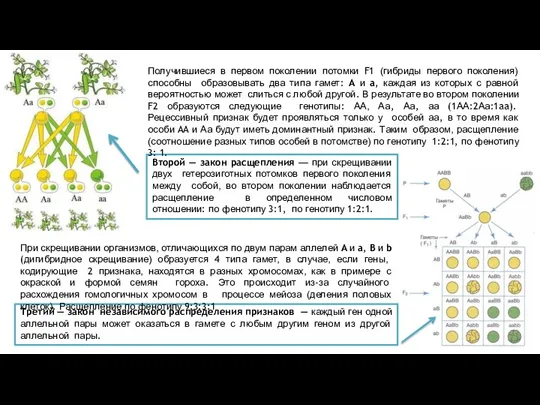 Второй — закон расщепления — при скрещивании двух гетерозиготных потомков первого поколения