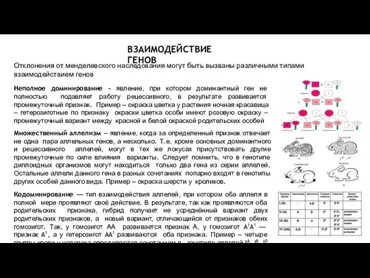 Отклонения от менделевского наследования могут быть вызваны различными типами взаимодействием генов Неполное