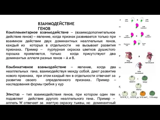 ВЗАИМОДЕЙСТВИЕ ГЕНОВ Комплементарное взаимодействие – (взаимодополнительное действие генов) – явление, когда признак