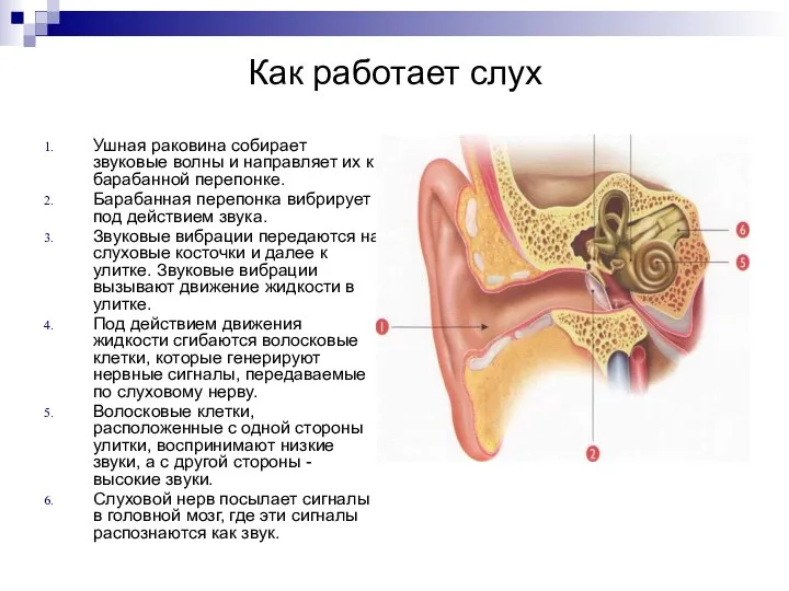 Как работает слух Ушная раковина собирает звуковые волны и направляет их к