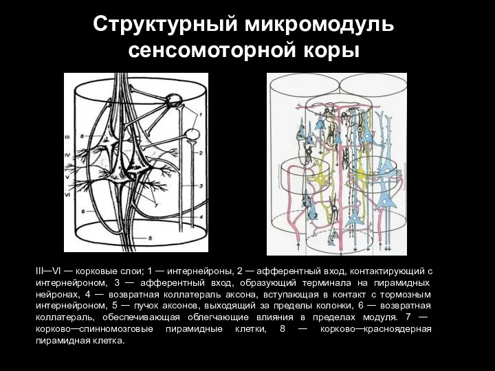 Структурный микромодуль сенсомоторной коры III—VI — корковые слои; 1 — интернейроны, 2