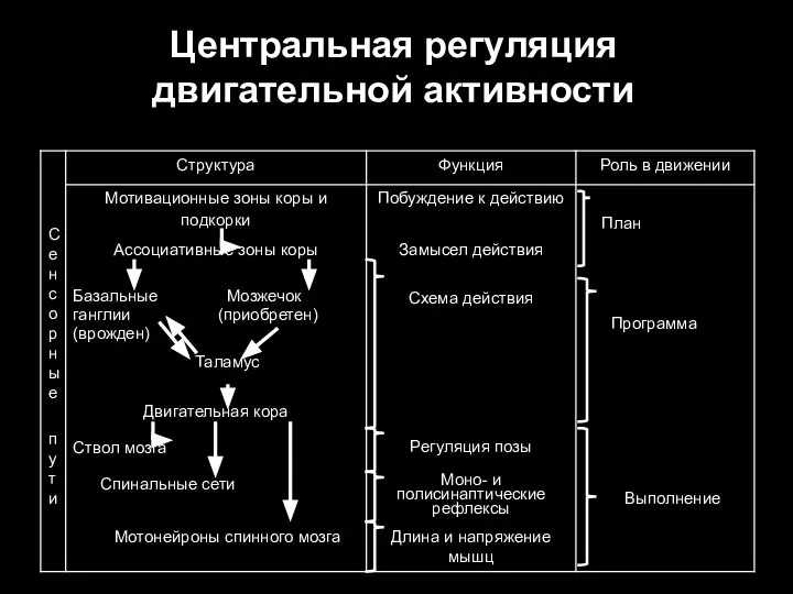 Центральная регуляция двигательной активности