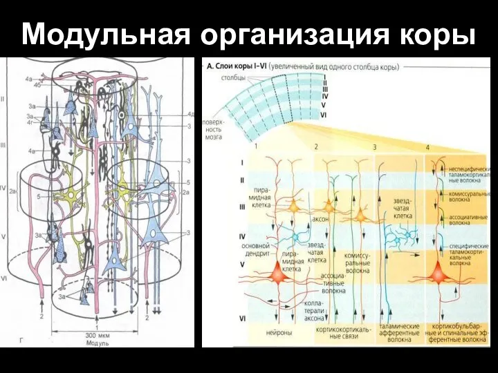 Модульная организация коры