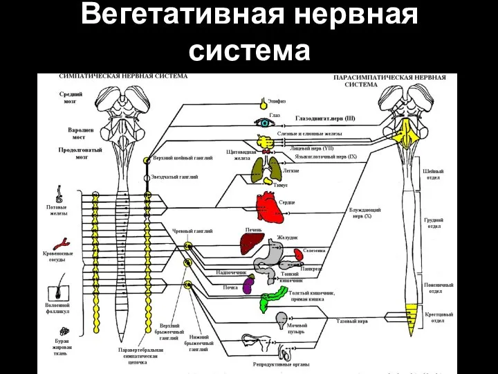 Вегетативная нервная система