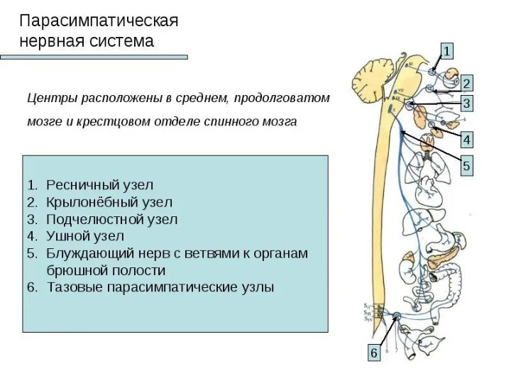 ПНС