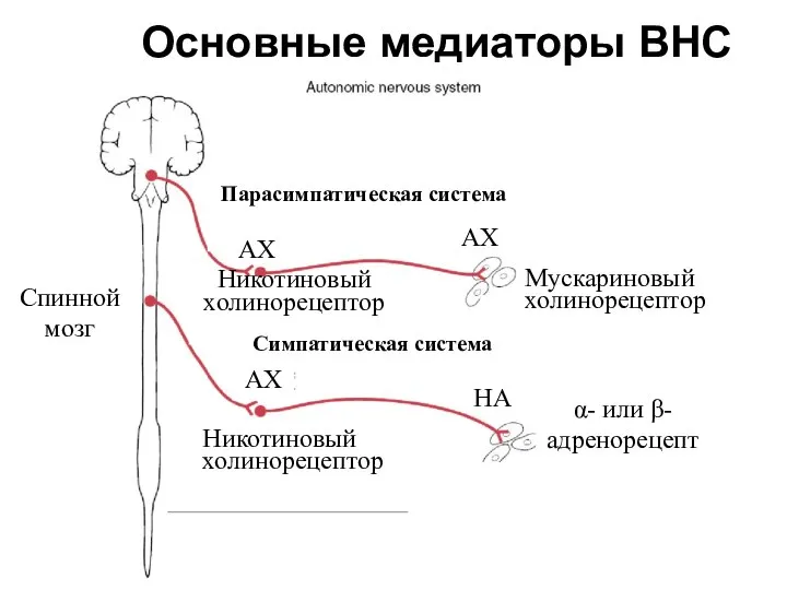 Спинной мозг Мускариновый холинорецептор α- или β- адренорецепторы Никотиновый холинорецептор АХ Основные