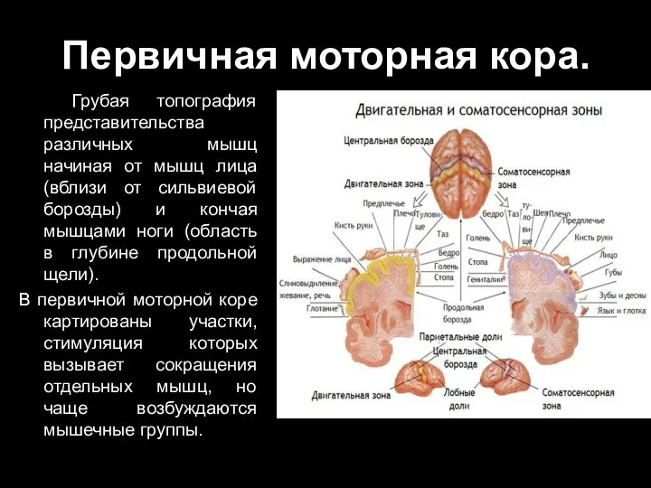 Первичная моторная кора. Грубая топография представительства различных мышц начиная от мышц лица