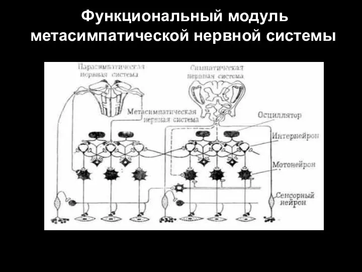 Функциональный модуль метасимпатической нервной системы