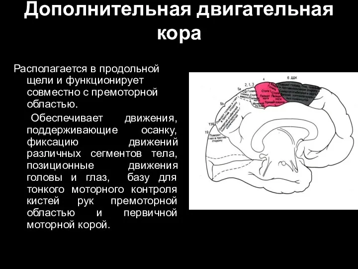 Дополнительная двигательная кора Располагается в продольной щели и функционирует совместно с премоторной