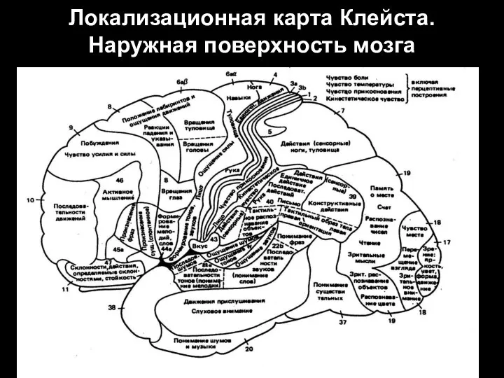 Локализационная карта Клейста. Наружная поверхность мозга