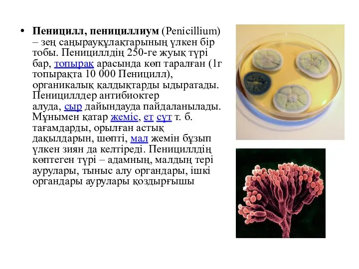 Пеницилл, пенициллиум (Penicillium) – зең саңырауқұлақтарының үлкен бір тобы. Пенициллдің 250-ге жуық