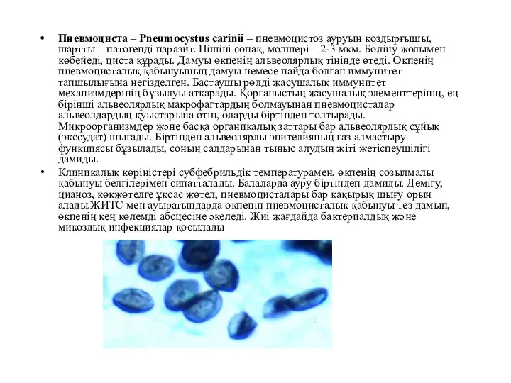 Пневмоциста – Pneumocystus carinii – пневмоцистоз ауруын қоздырғышы, шартты – патогенді паразит.