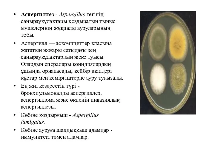 Аспергиллез - Aspergillus тегінің саңырауқұлақтары қоздыратын тыныс мүшелерінің жұқпалы ауруларының тобы. Аспергилл