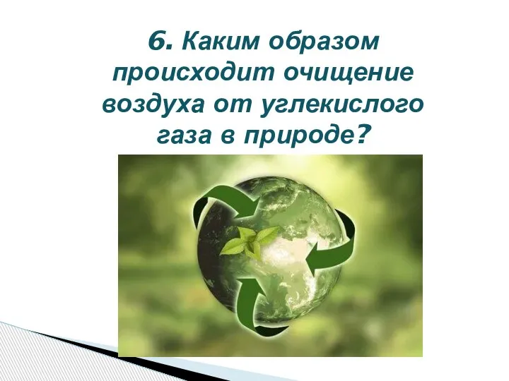 6. Каким образом происходит очищение воздуха от углекислого газа в природе?