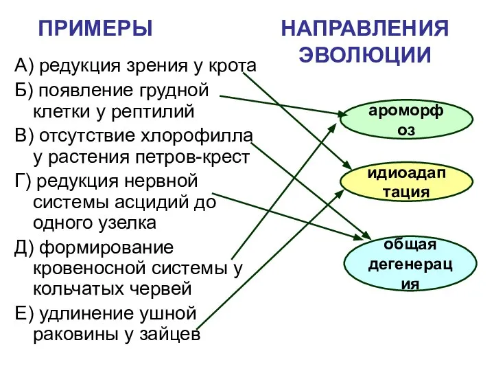 ПРИМЕРЫ НАПРАВЛЕНИЯ ЭВОЛЮЦИИ А) редукция зрения у крота Б) появление грудной клетки