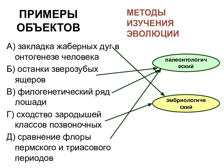 ПРИМЕРЫ ОБЪЕКТОВ А) закладка жаберных дуг в онтогенезе человека Б) останки зверозубых