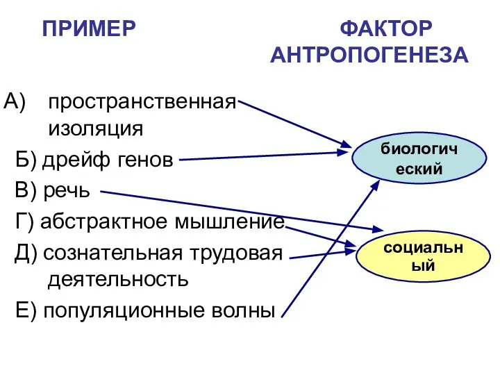 ПРИМЕР ФАКТОР АНТРОПОГЕНЕЗА пространственная изоляция Б) дрейф генов B) речь Г) абстрактное