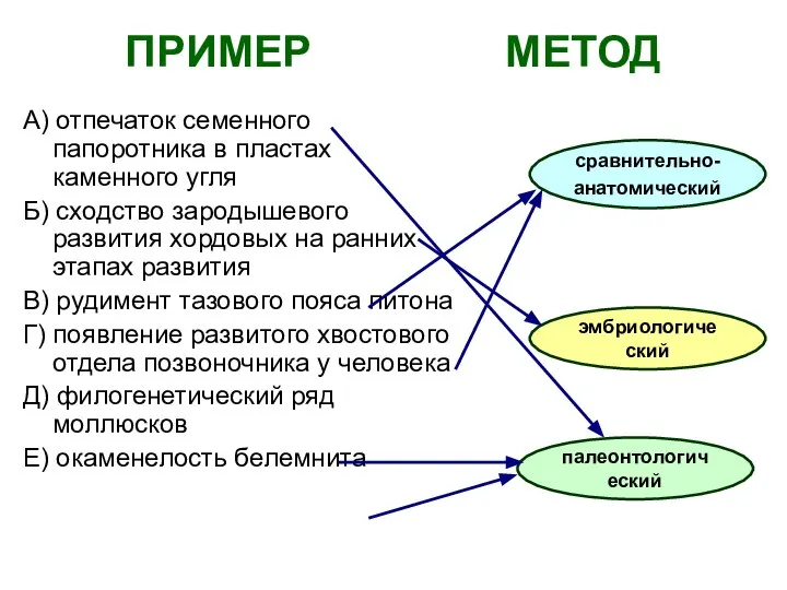 ПРИМЕР МЕТОД А) отпечаток семенного папоротника в пластах каменного угля Б) сходство