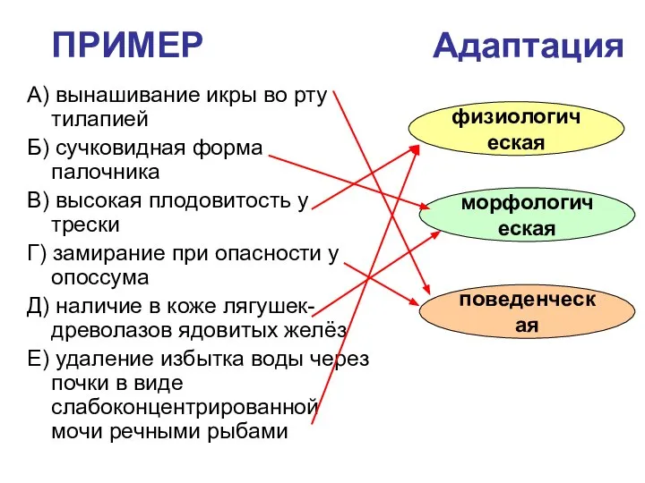 ПРИМЕР Адаптация А) вынашивание икры во рту тилапией Б) сучковидная форма палочника