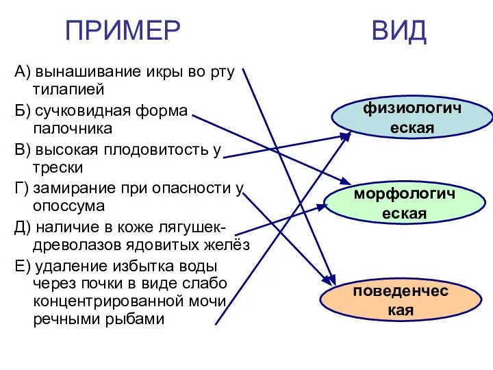 ПРИМЕР ВИД А) вынашивание икры во рту тилапией Б) сучковидная форма палочника