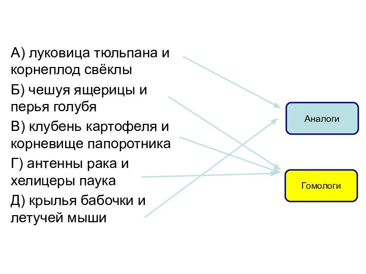 А) луковица тюльпана и корнеплод свёклы Б) чешуя ящерицы и перья голубя