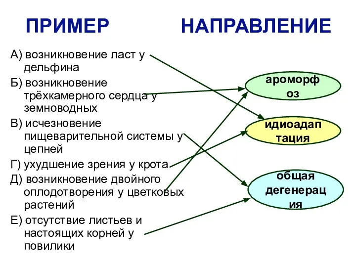 ПРИМЕР НАПРАВЛЕНИЕ А) возникновение ласт у дельфина Б) возникновение трёхкамерного сердца у