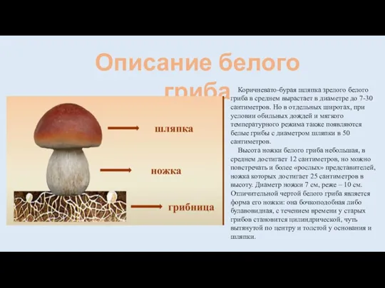 Описание белого гриба Коричневато-бурая шляпка зрелого белого гриба в среднем вырастает в