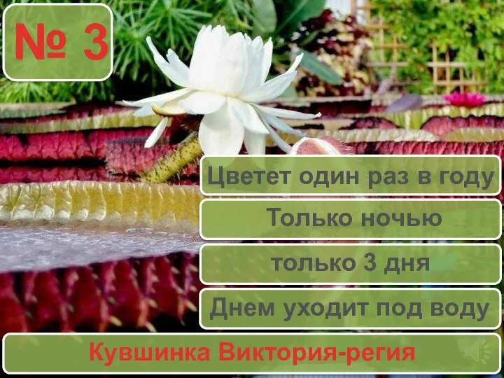 № 3 Кувшинка Виктория-регия Цветет один раз в году Только ночью только