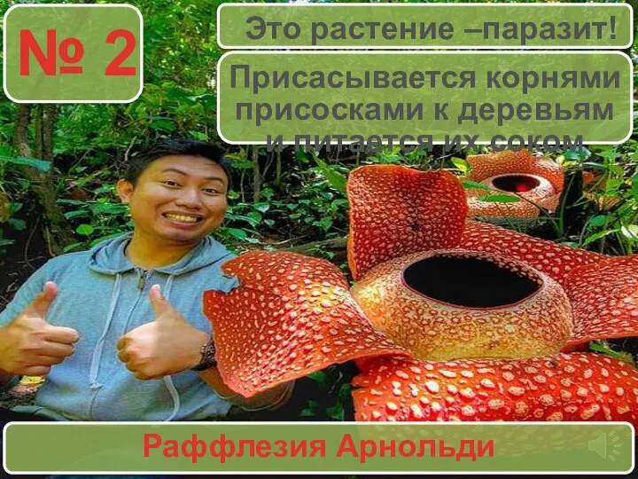 № 2 Раффлезия Арнольди Это растение –паразит! Присасывается корнями присосками к деревьям и питается их соком