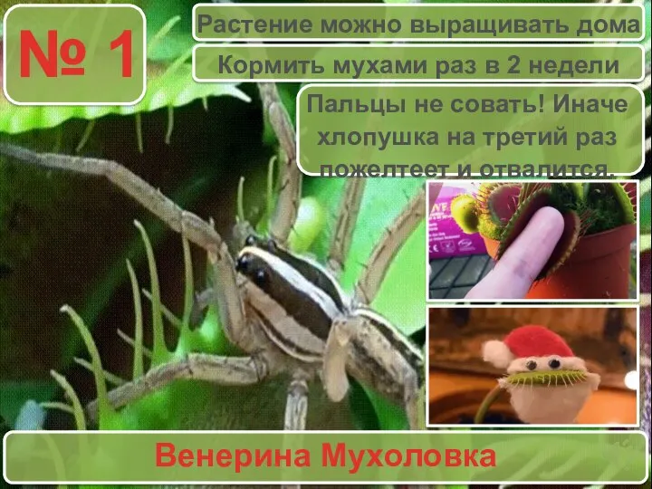 № 1 Венерина Мухоловка Растение можно выращивать дома Кормить мухами раз в
