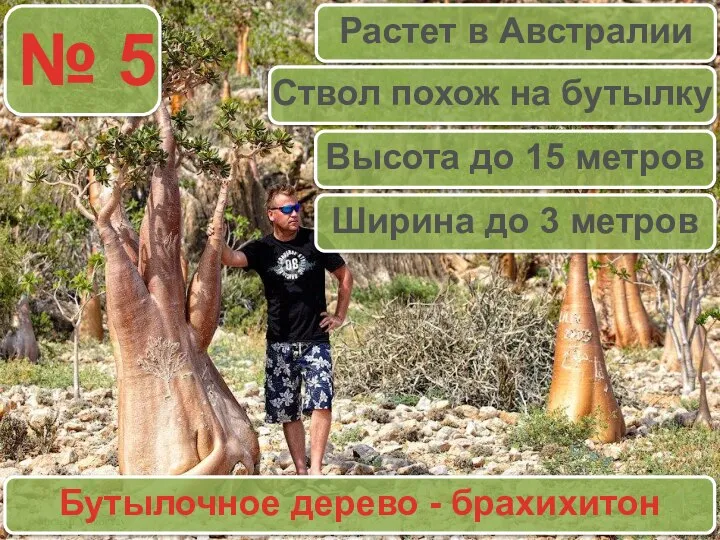 № 5 Бутылочное дерево - брахихитон Растет в Австралии Высота до 15